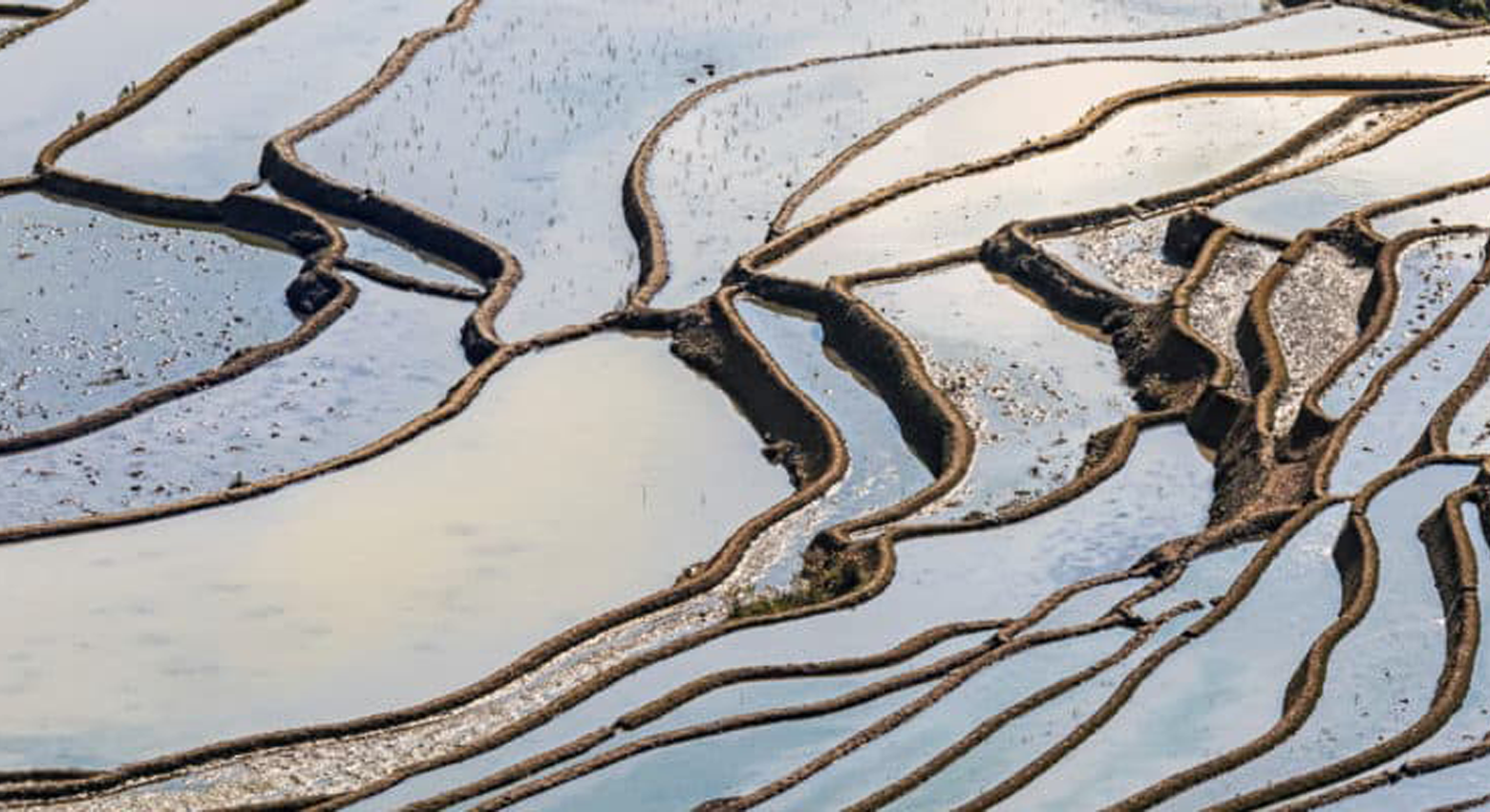 Arrozales en terrazas en el agua